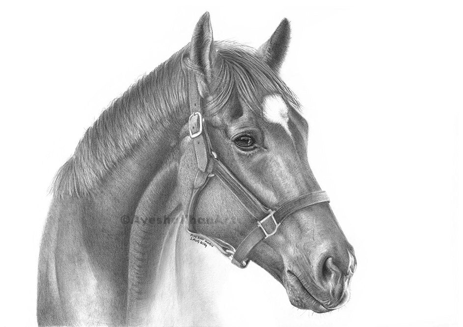 Barbaro Print
